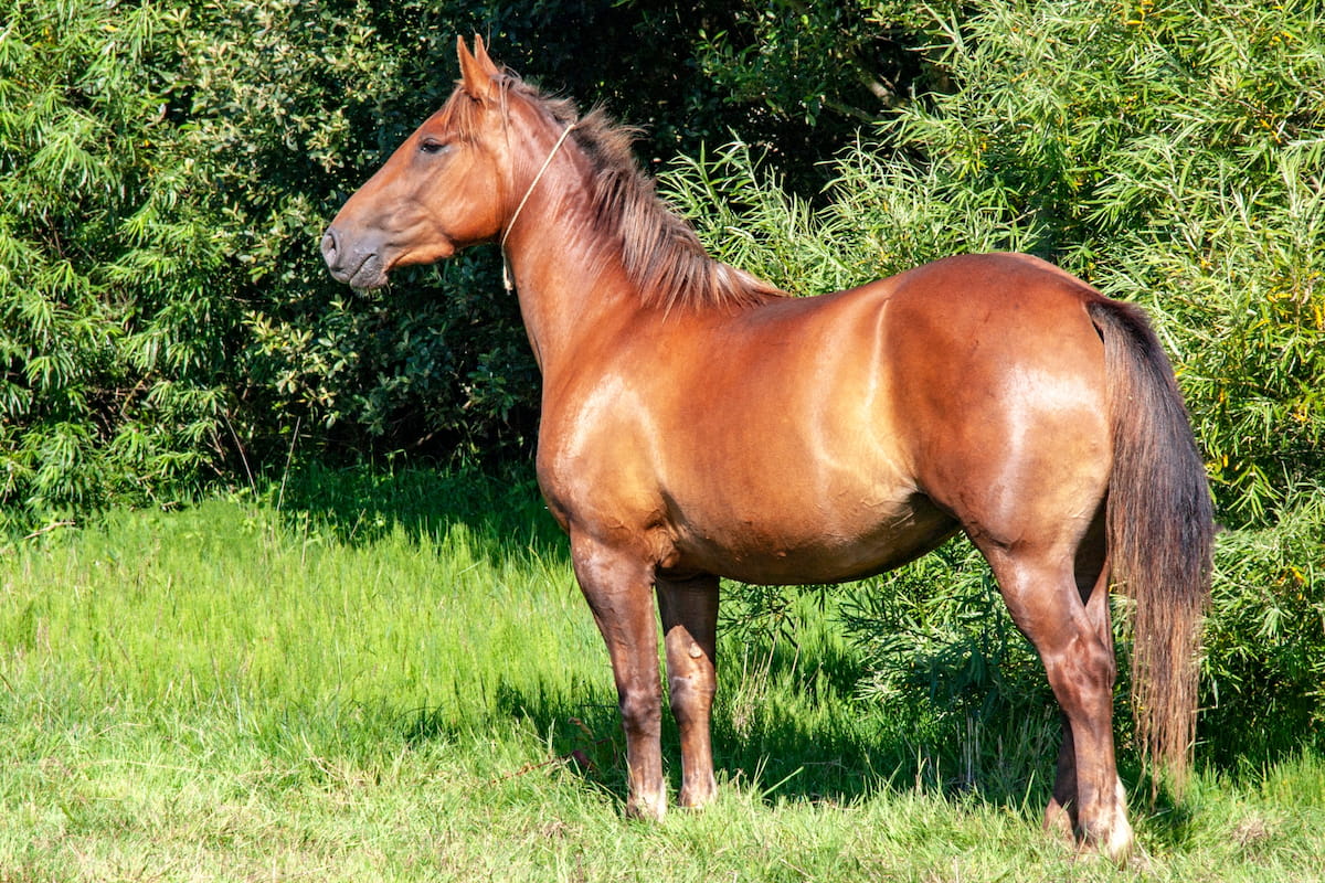 15 Beautiful Italian Horse Breeds (with pictures) - Helpful Horse Hints