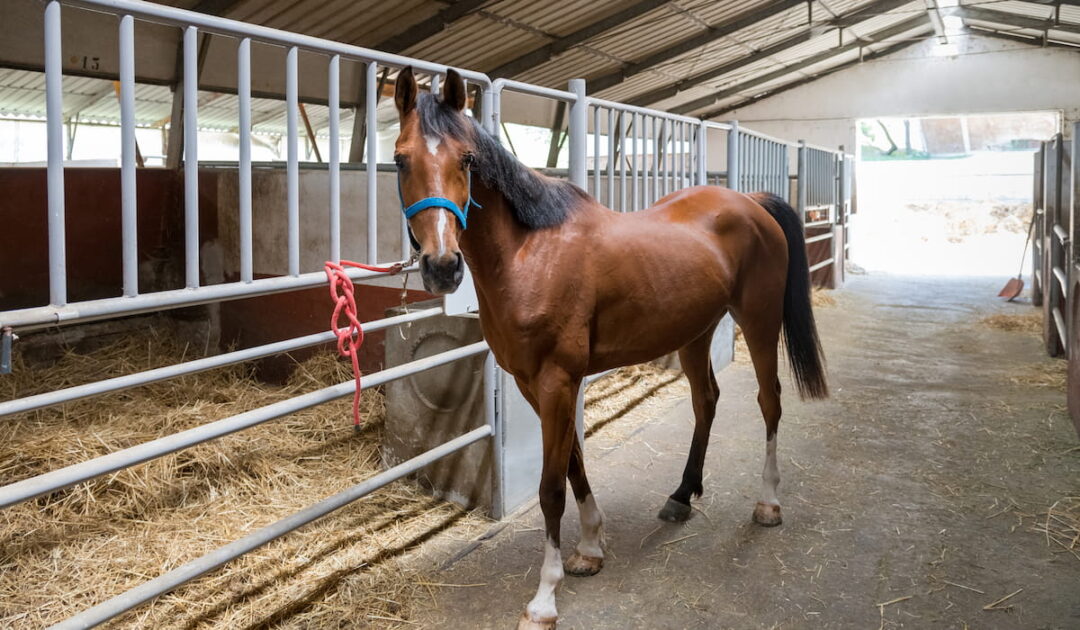 Bay Horse Color - Genetics, Shades, Breeds & Famous Bay Horses ...