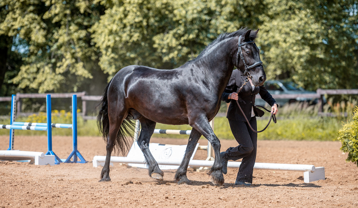 Fell Pony Horse Breed Profile - Helpful Horse Hints