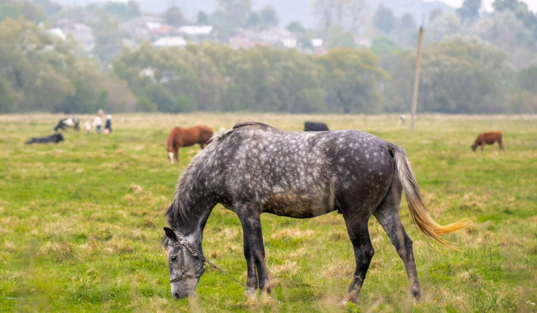 Grey Horse Breeds - Helpful Horse Hints