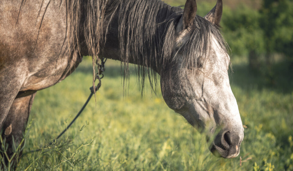 Grey Horse Breeds - Helpful Horse Hints