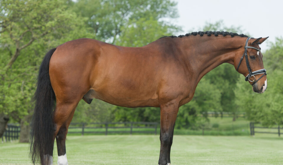 9 Popular Warmblood Horse Breeds Every Equestrian Should Know - Helpful ...