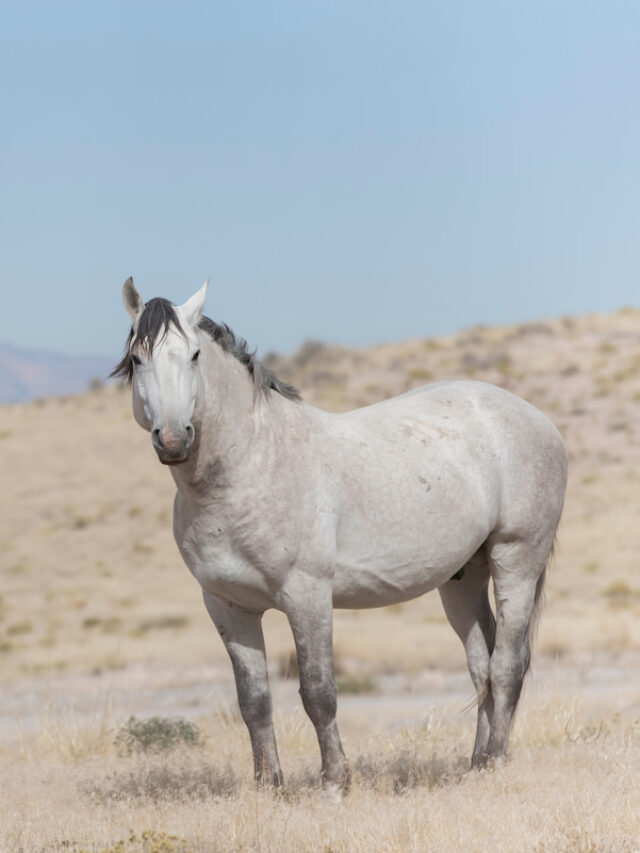 7 FAQs About Selling A BLM Mustang Helpful Horse Hints