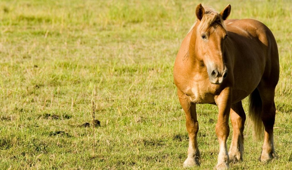 15 Beautiful Italian Horse Breeds (with pictures) - Helpful Horse Hints