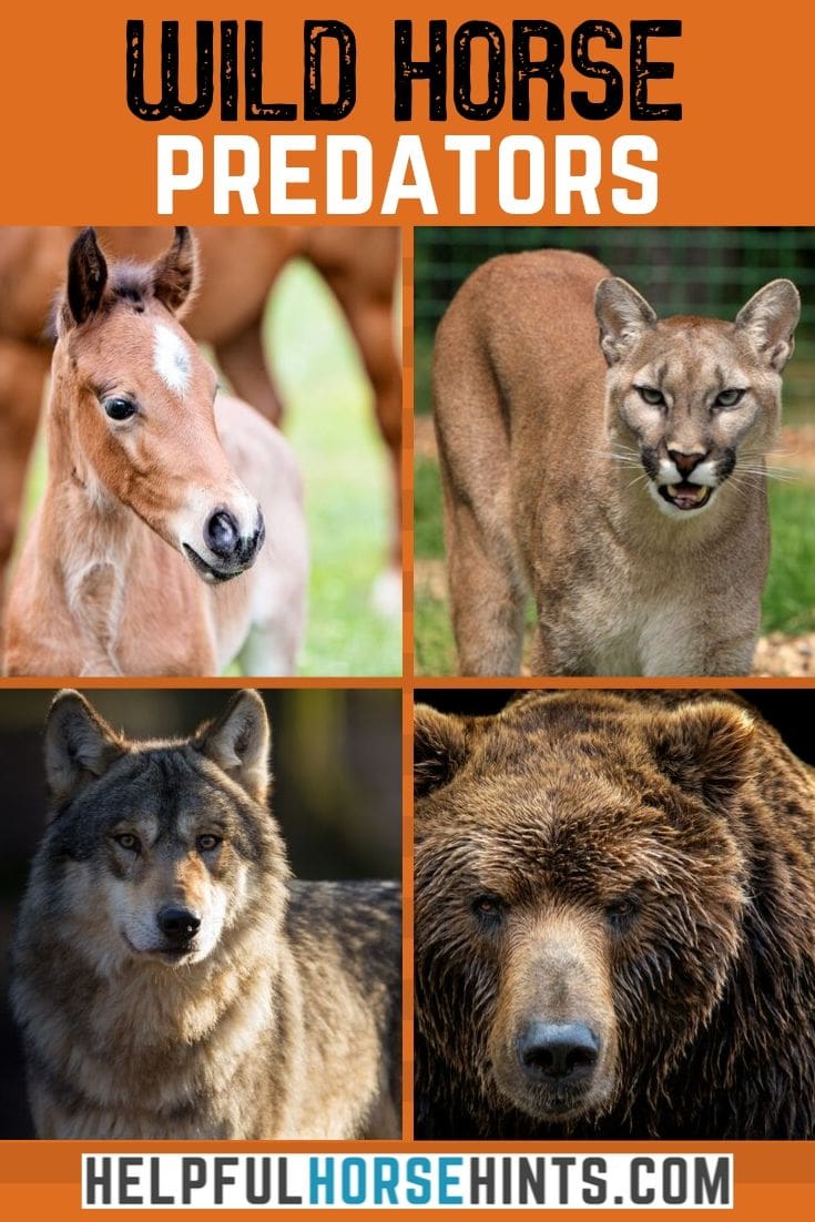 Horse Predators - A Look at What Eats Horses in the Wild - Helpful ...