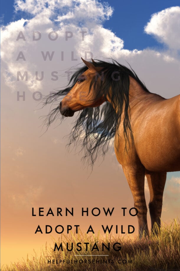 BLM Wild Mustang Adoption - Helpful Horse Hints